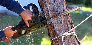 Best Hedge Trimming  in Homestead Meadows South, TX
