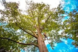 Best Tree Mulching  in Homestead Meadows South, TX