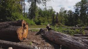 Best Tree Trimming and Pruning  in Homestead Meadows South, TX