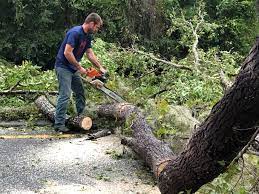 Best Lawn Grading and Leveling  in Homestead Meadows South, TX
