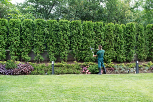 Best Emergency Tree Removal  in Homestead Meadows South, TX