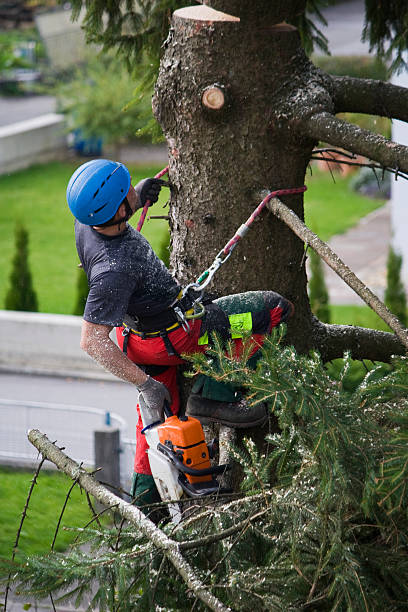 Professional Tree Removal in Homestead Meadows South, TX