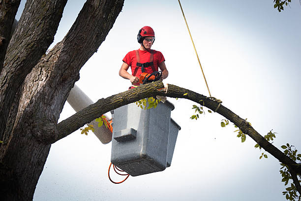  Homestead Meadows South, TX Tree Removal Pros
