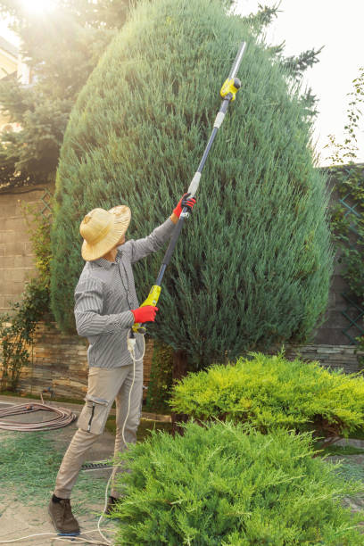 Best Tree Risk Assessment  in Homestead Meadows South, TX
